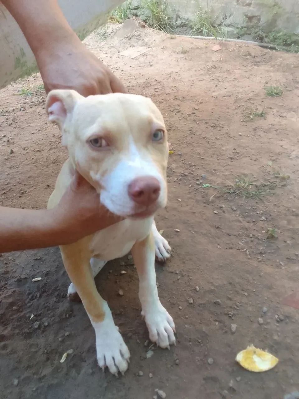 Vendo cachorra pitbull  - Foto 3