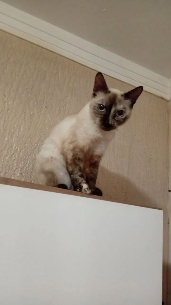 Animais de estimação  - Foto 4