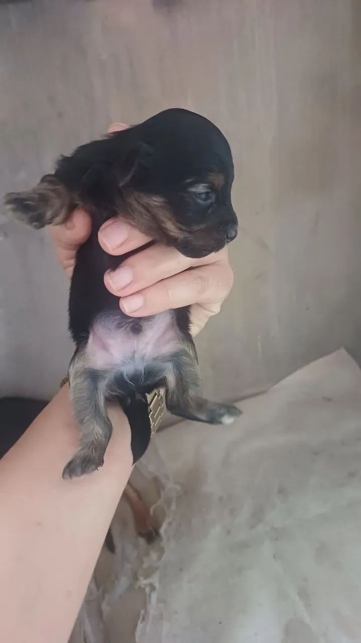 Cachorro pinche com poodle  - Foto 2