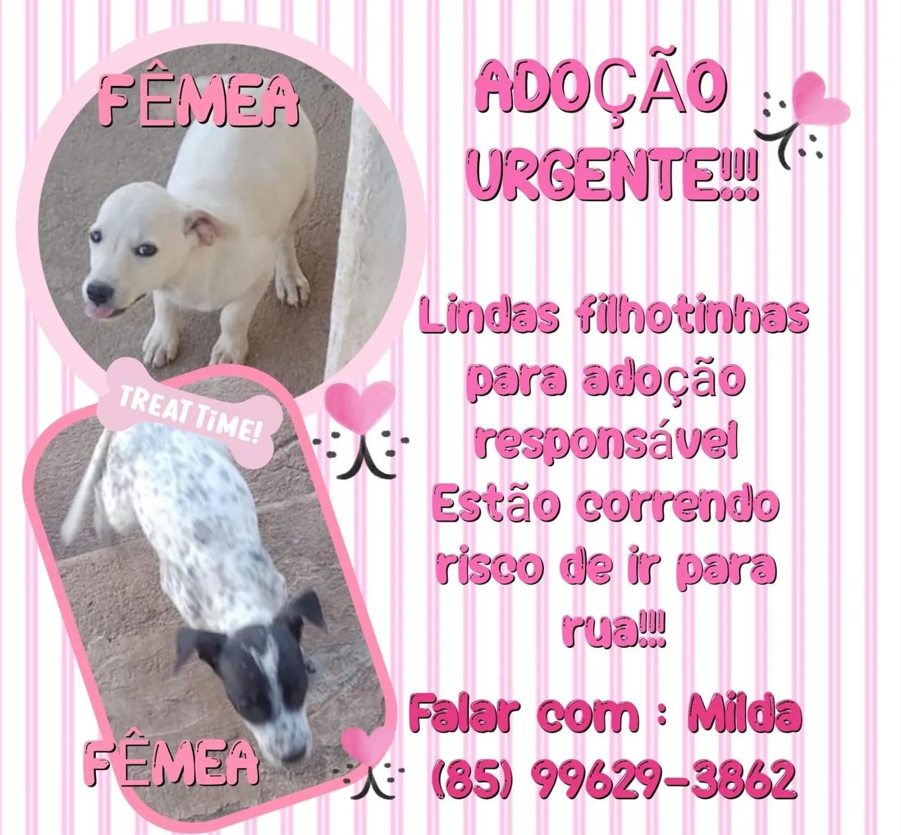 Adoção responsável.  - Foto 2