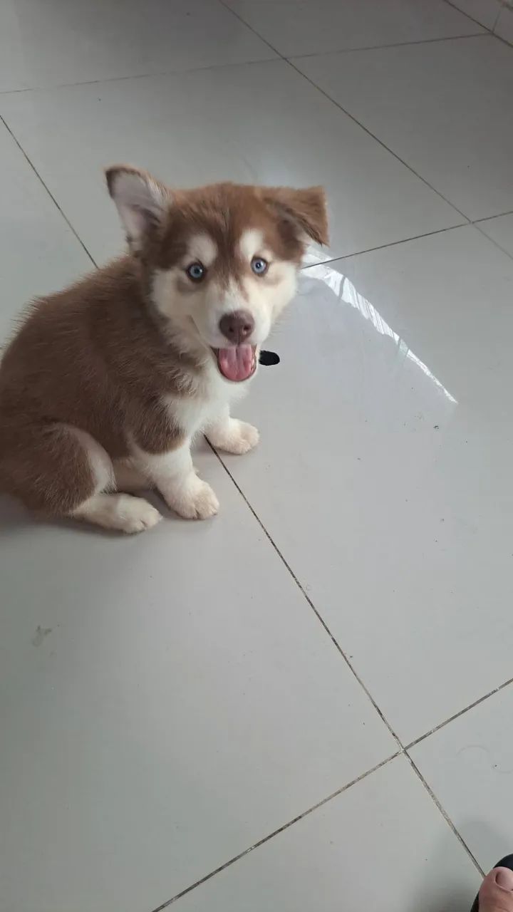 Husky Siberiano  - Foto 3