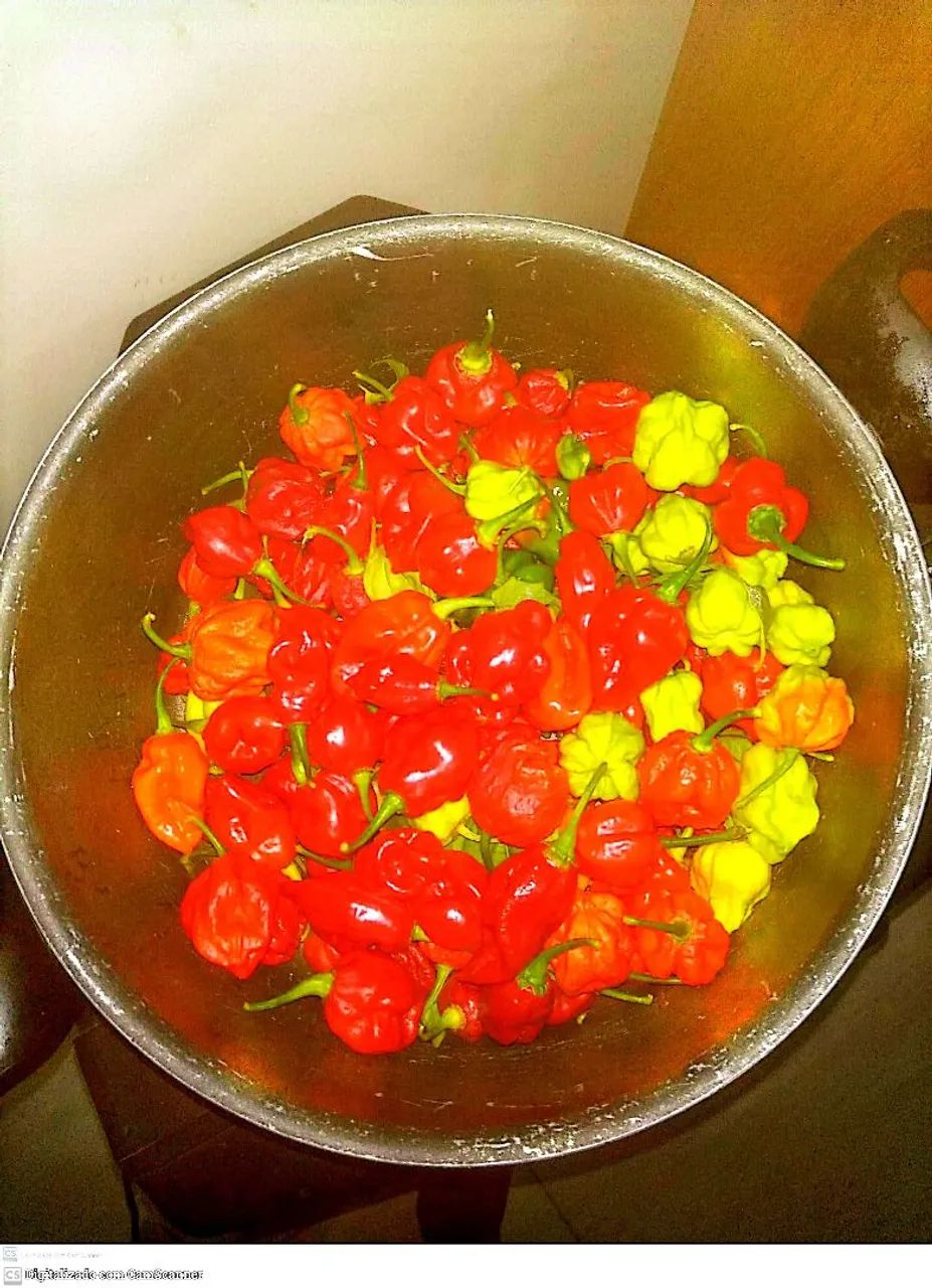 Pimenta Carolina Reaper in natura  - Foto 5