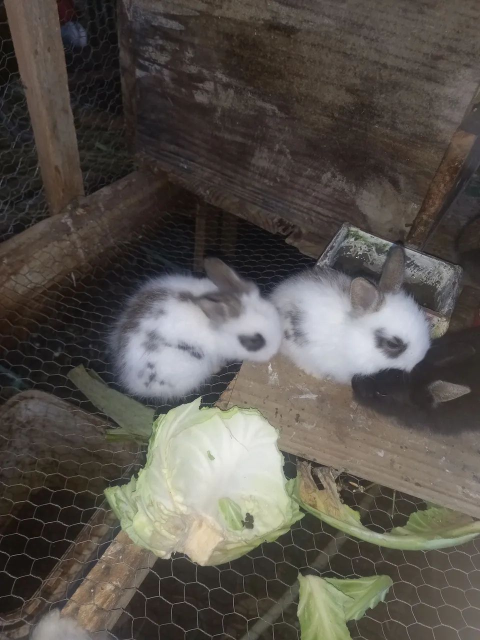 Mini Coelhos - Foto 4
