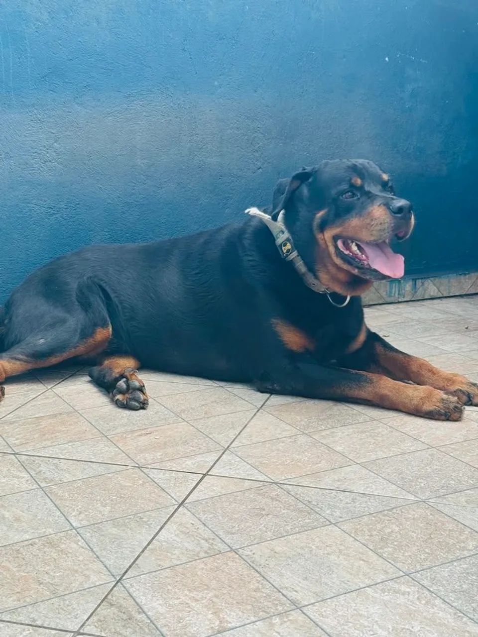 Rottweiler femea 