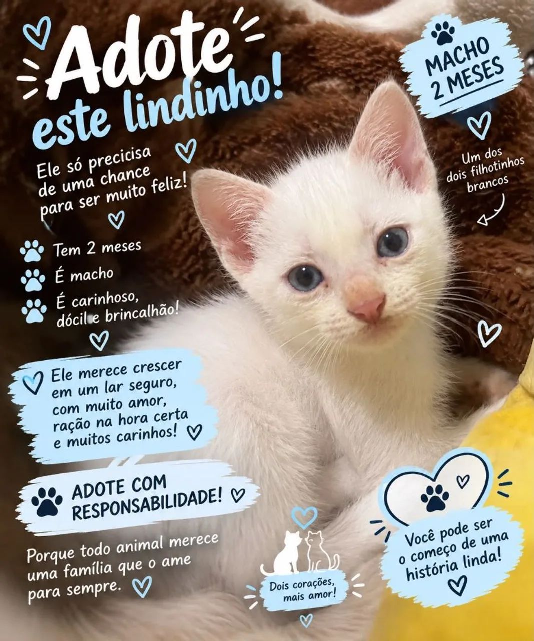 Adoção  - Foto 3