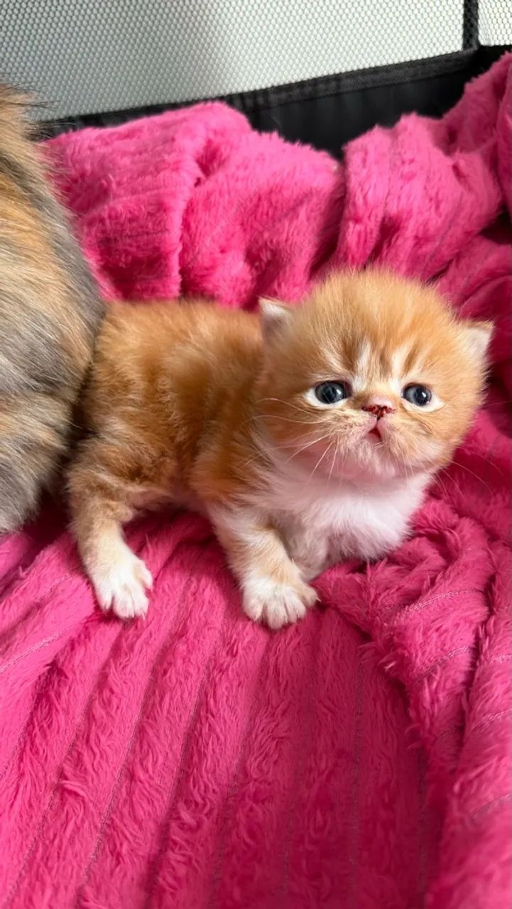 Gatos persas 