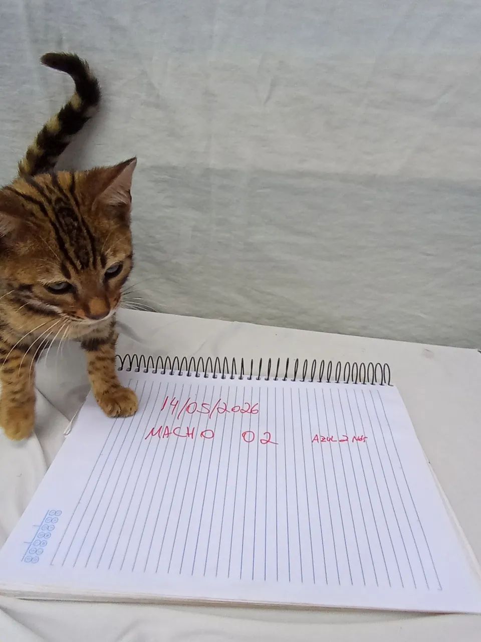 Filhotes Gato Bengal Lindas Rosetas DoNuts c/ Garantia e Pedigree DNA 100 % Bengal    - Foto 6