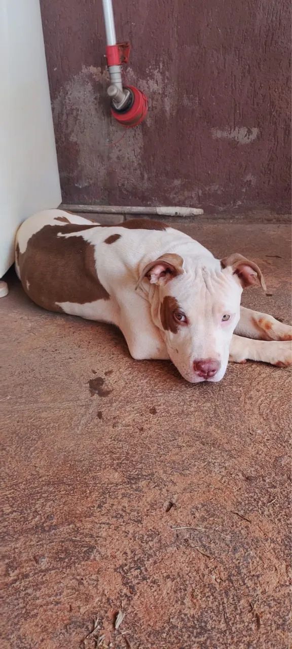 Pitbull um macho e uma fêmea com 5 meses 