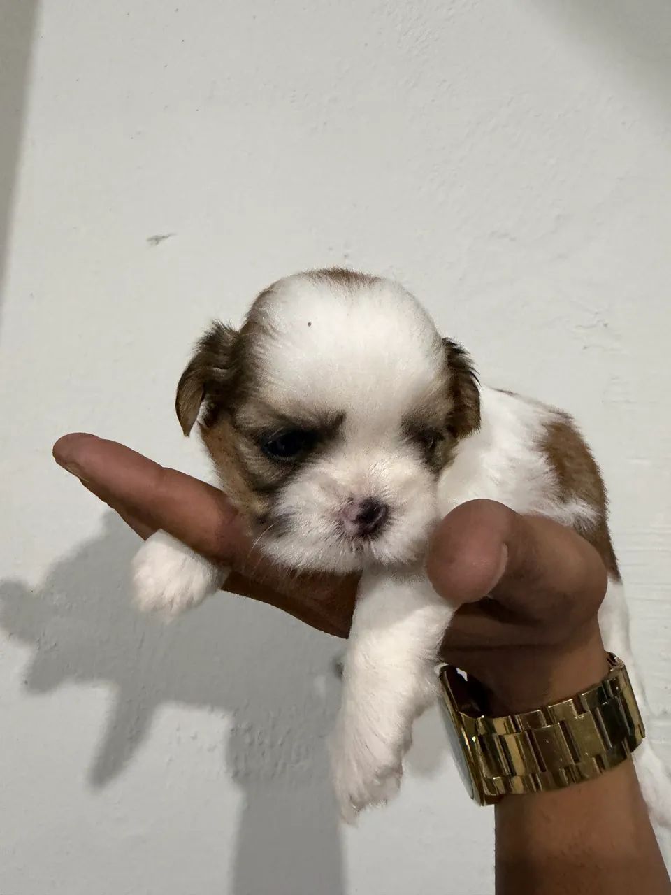 Shihtz - Foto 2