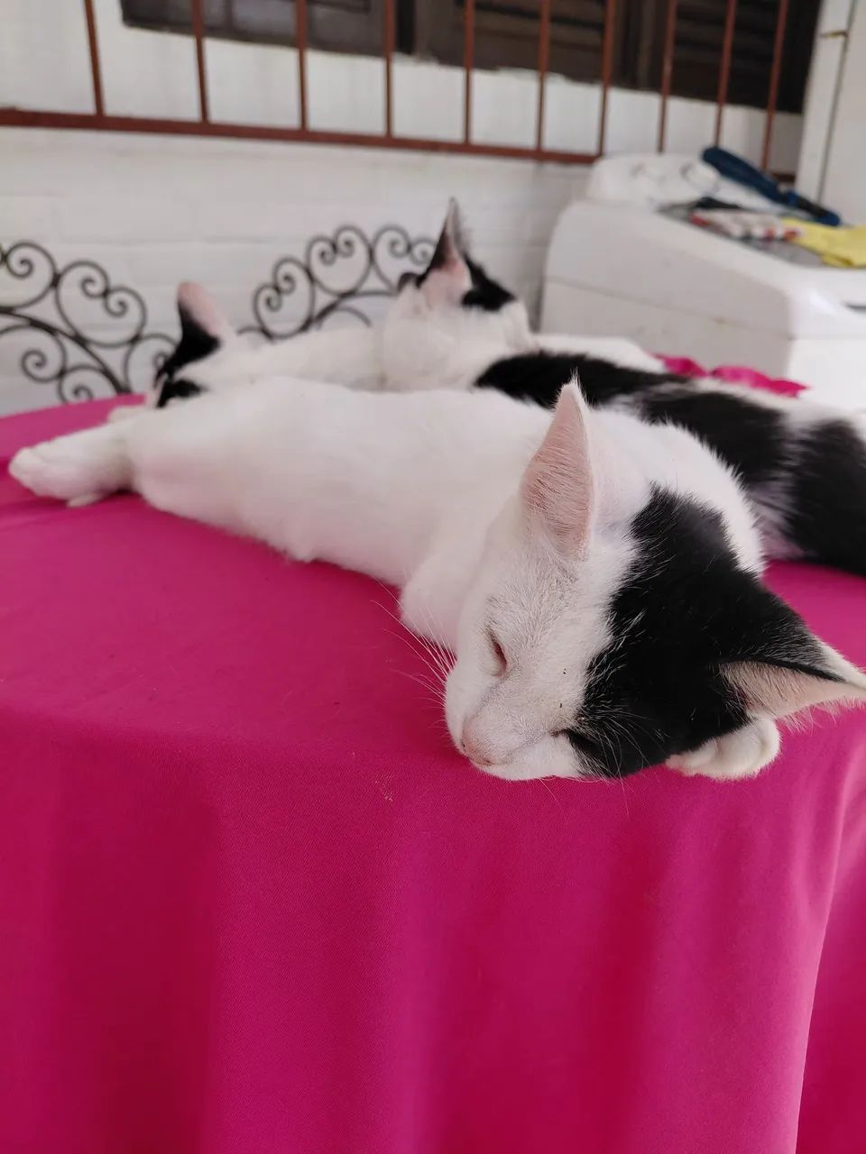 Gatinhos para adoção  - Foto 2