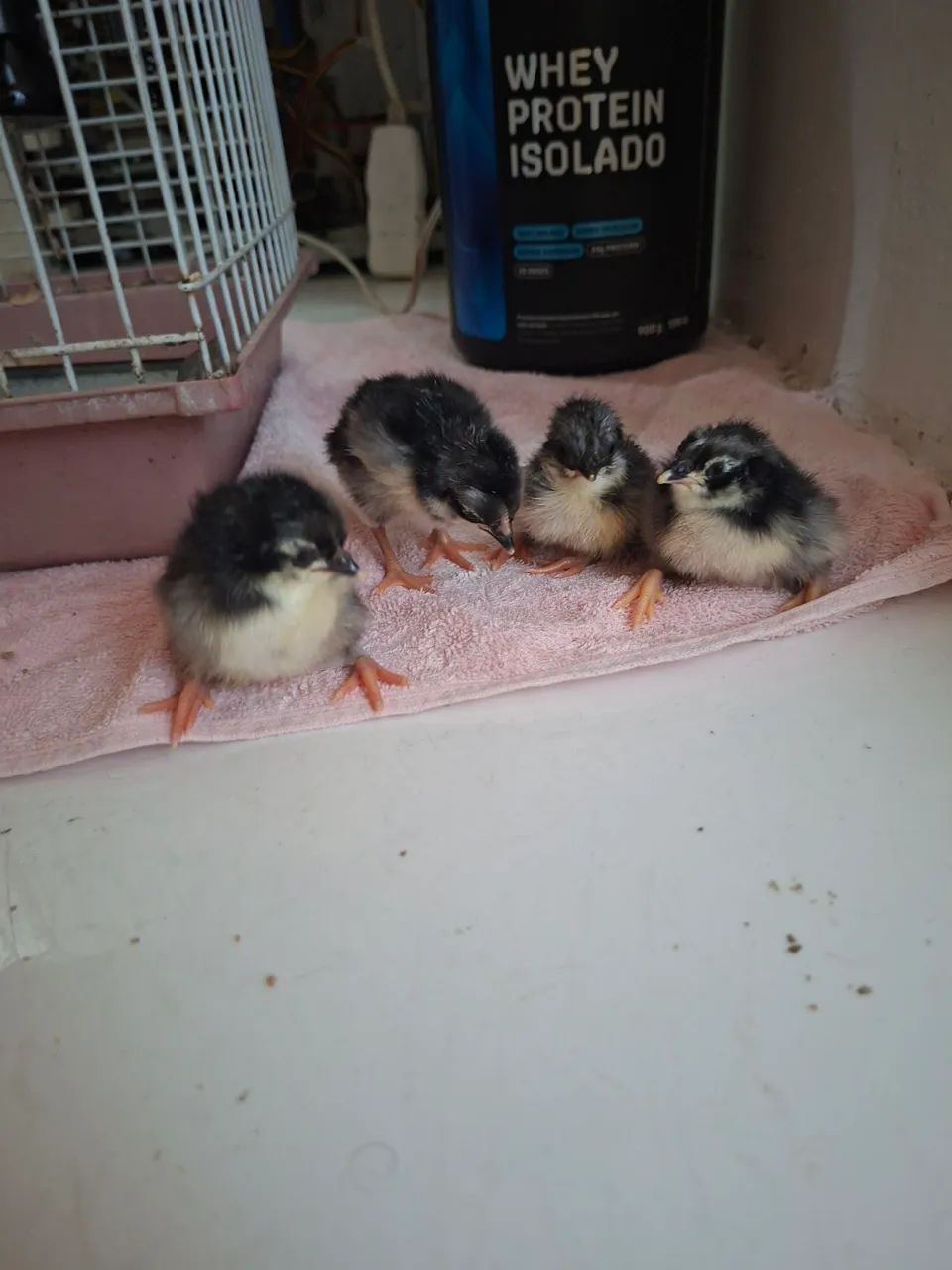 Pintinhos cara de palhaço  - Foto 3