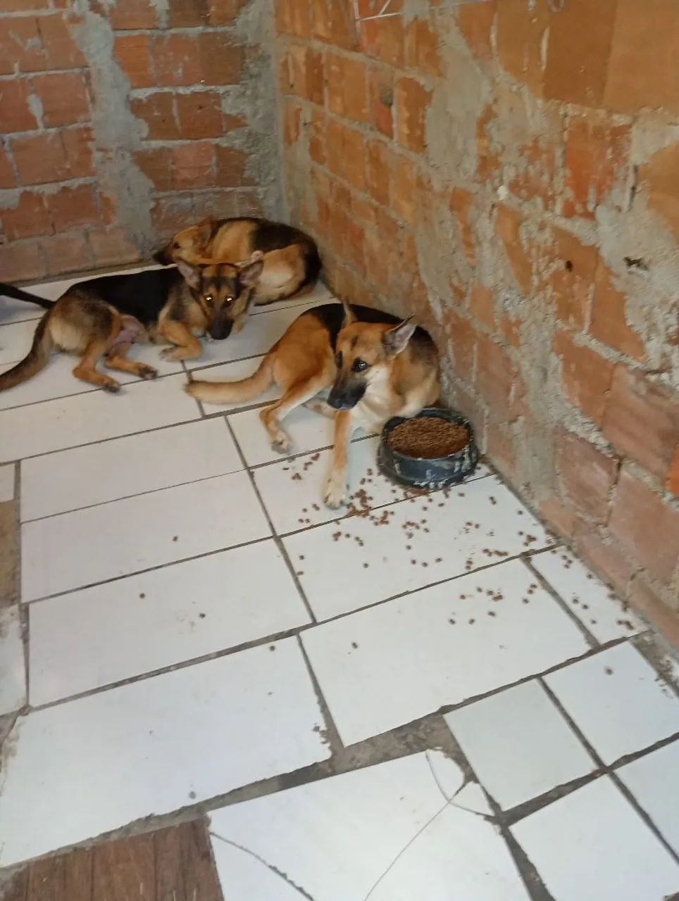 Cachorros pastor alemão