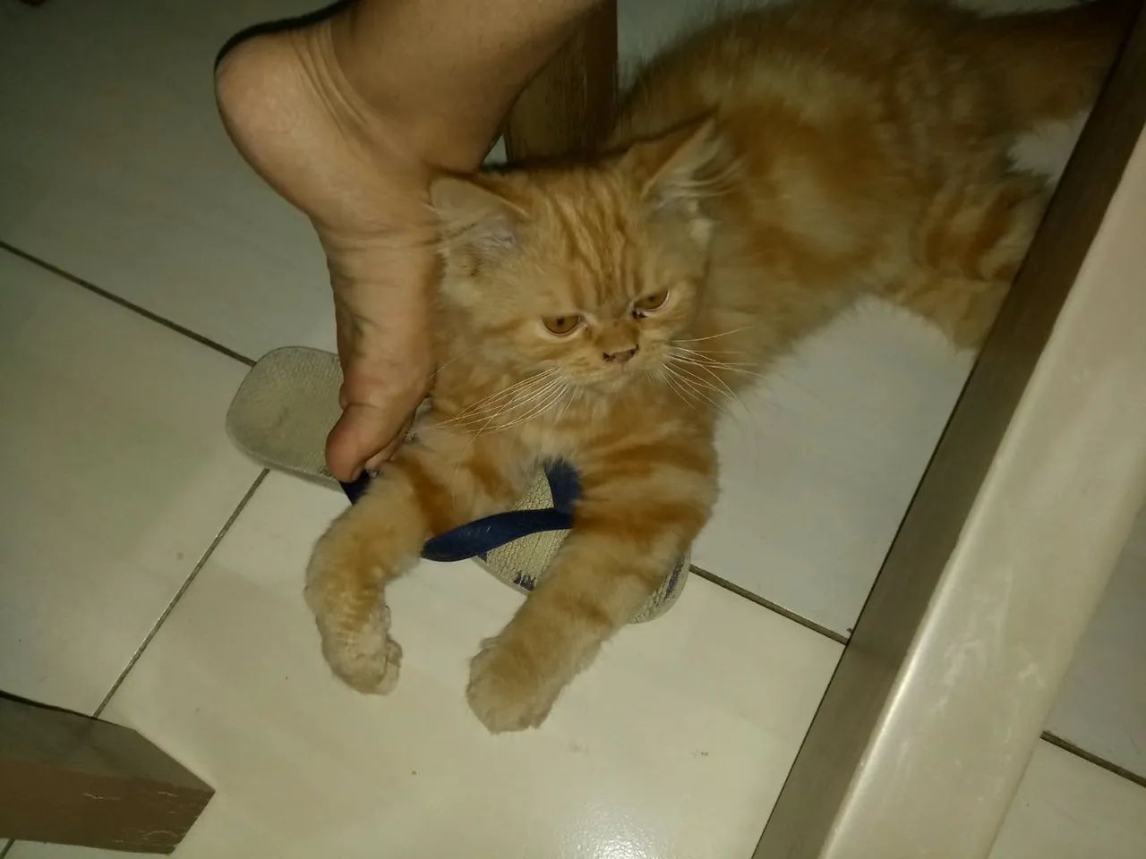 Gato persa - Foto 5