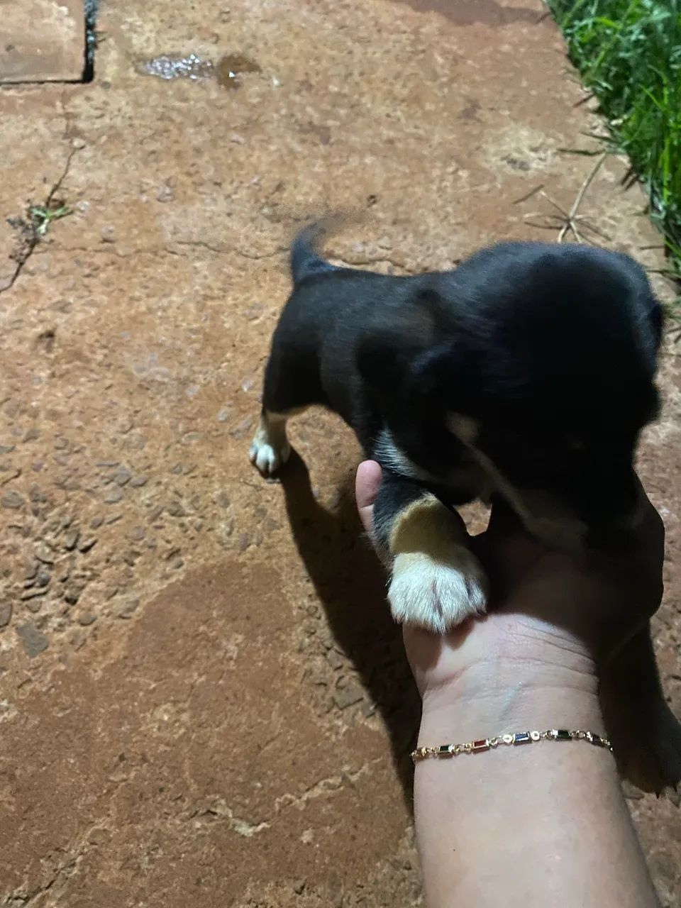 Doação de cachorrinho? - Foto 2