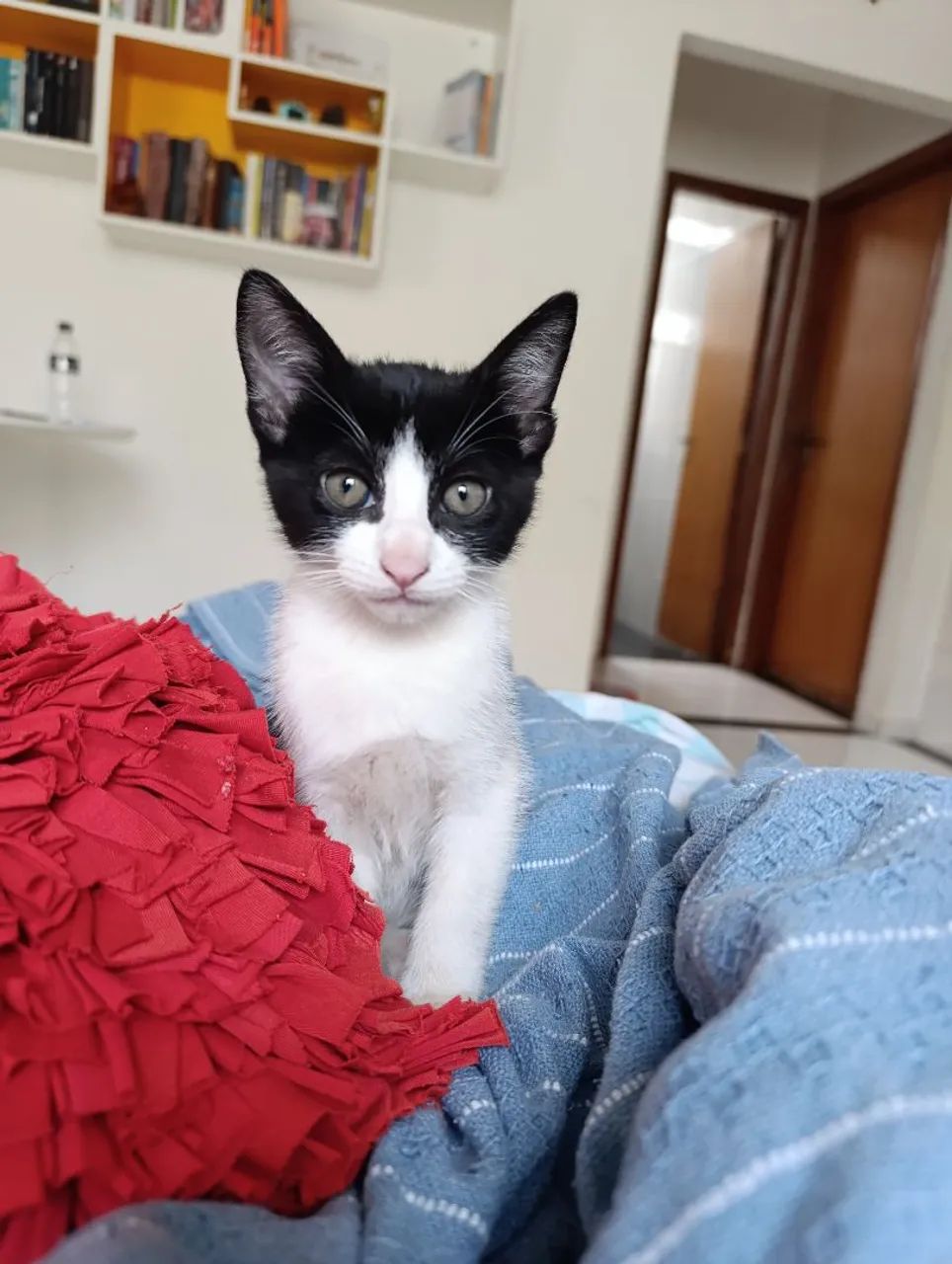 Adoção de gatinho macho - Foto 3