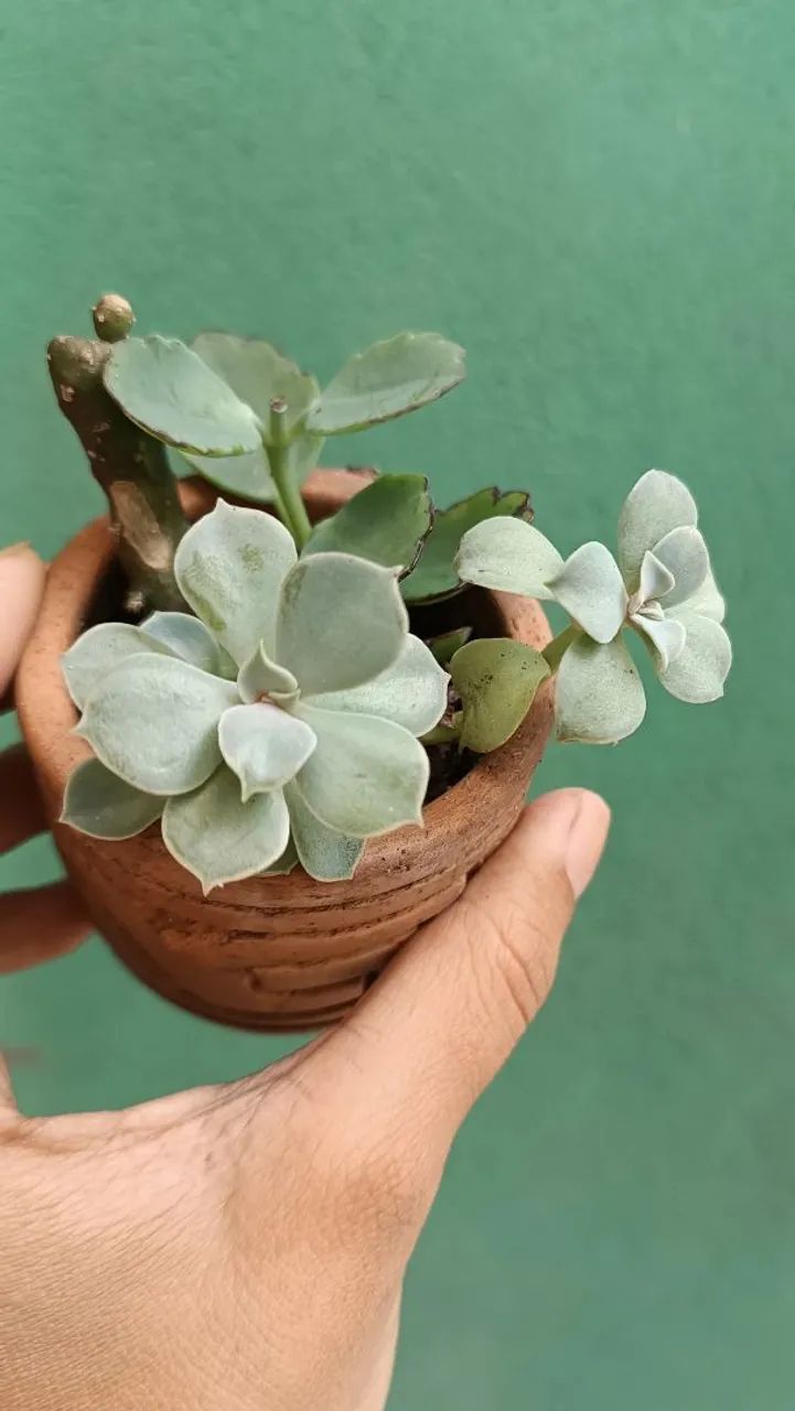 Plantas - Foto 5