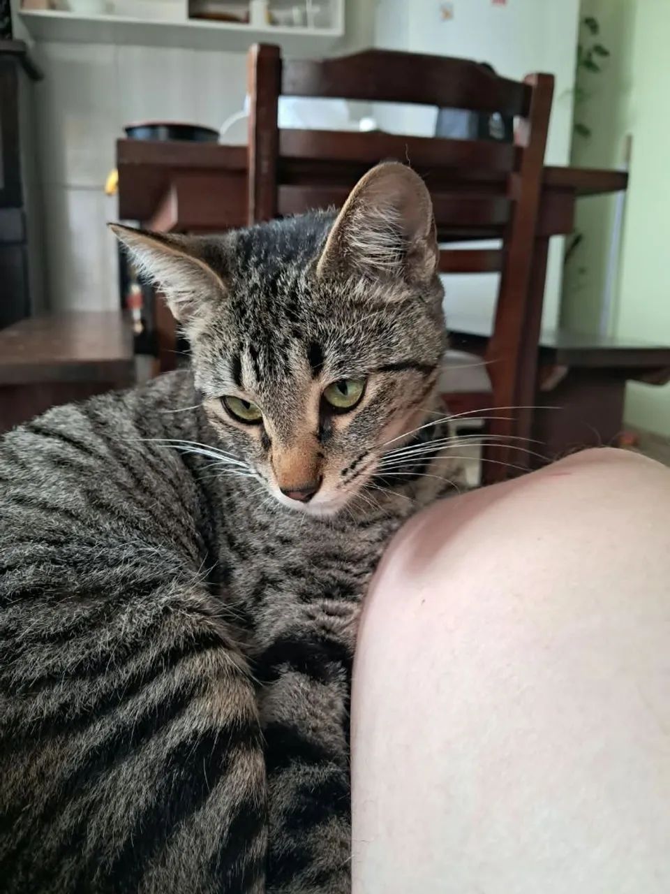 Gatinha de 1 ano