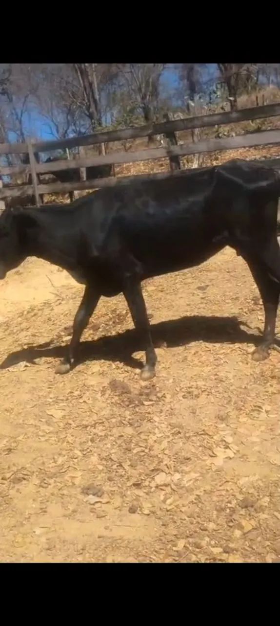 Vacas de leite - Foto 5