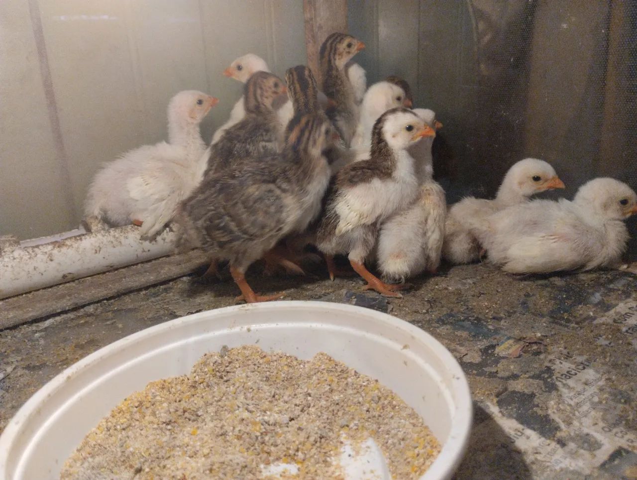 Filhotinhos de capote  - Foto 2