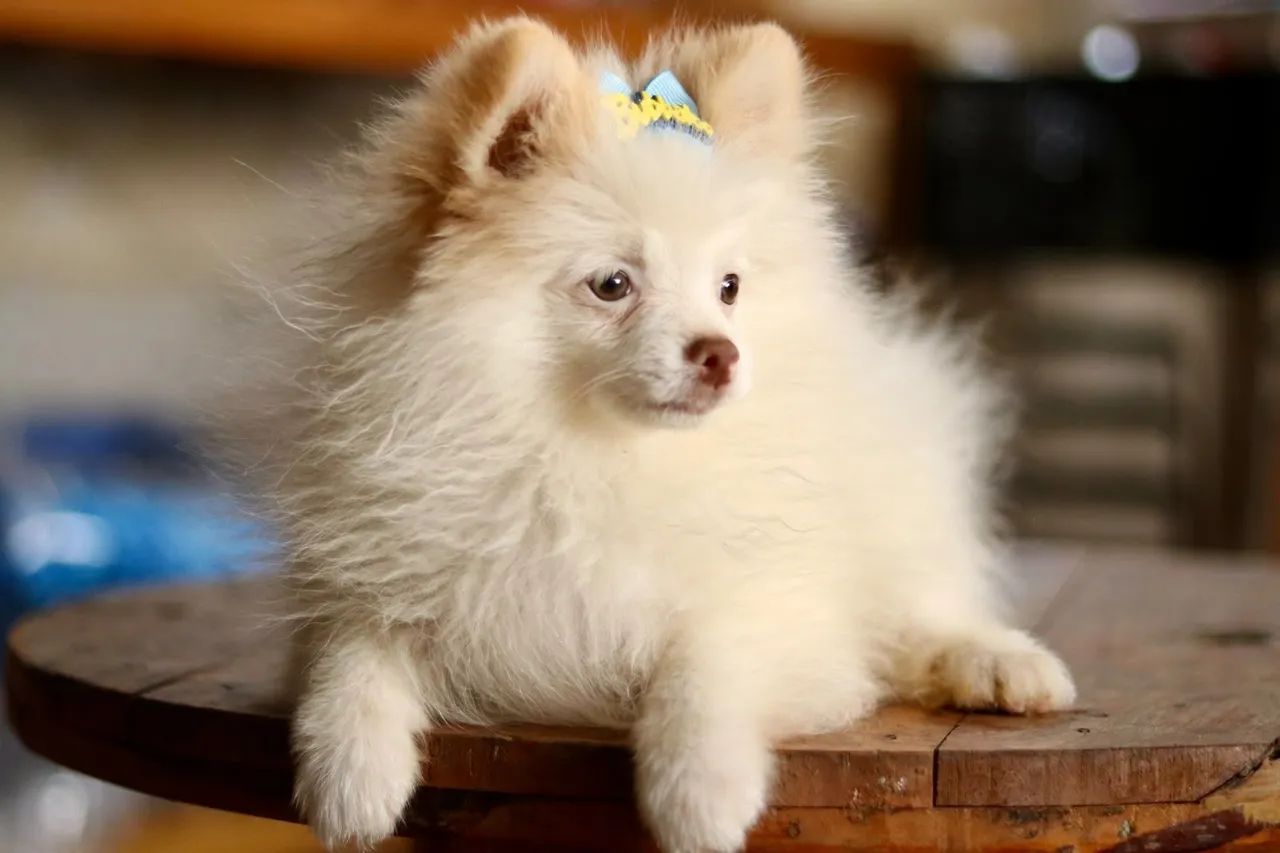 Spitz PARCELAMOS  - Foto 4