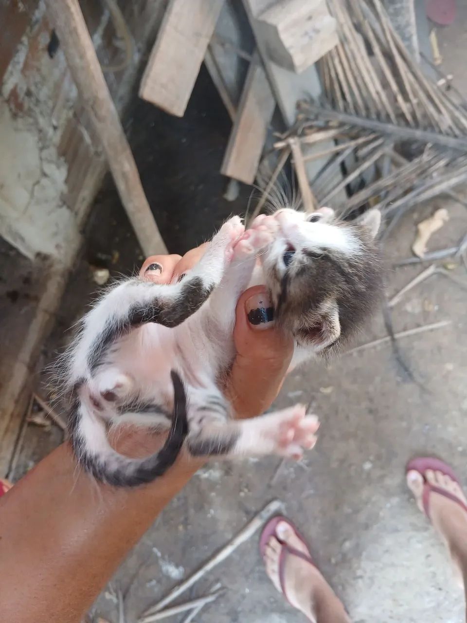 Doação de gatinhos  - Foto 4
