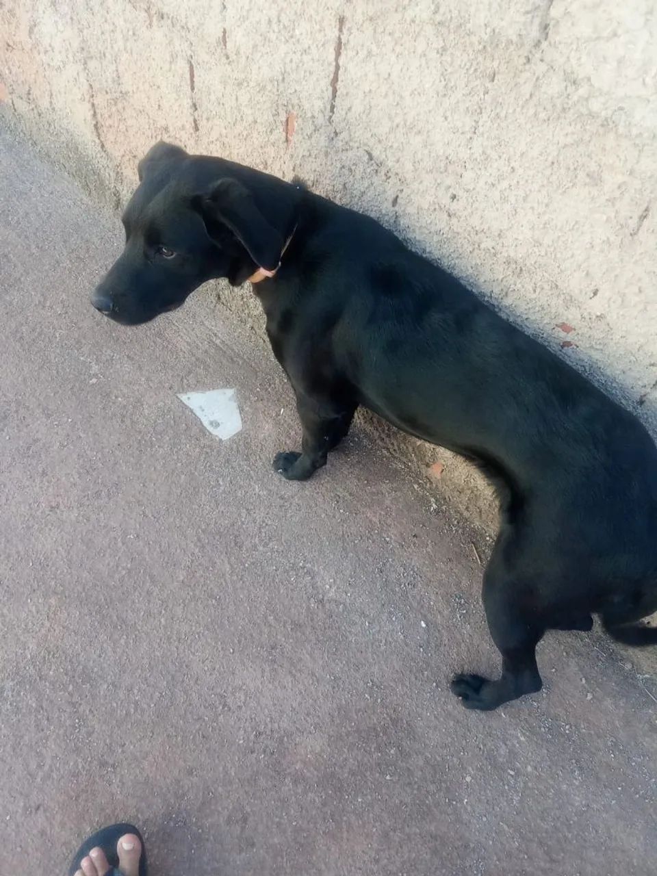 Doação de cadela labradora