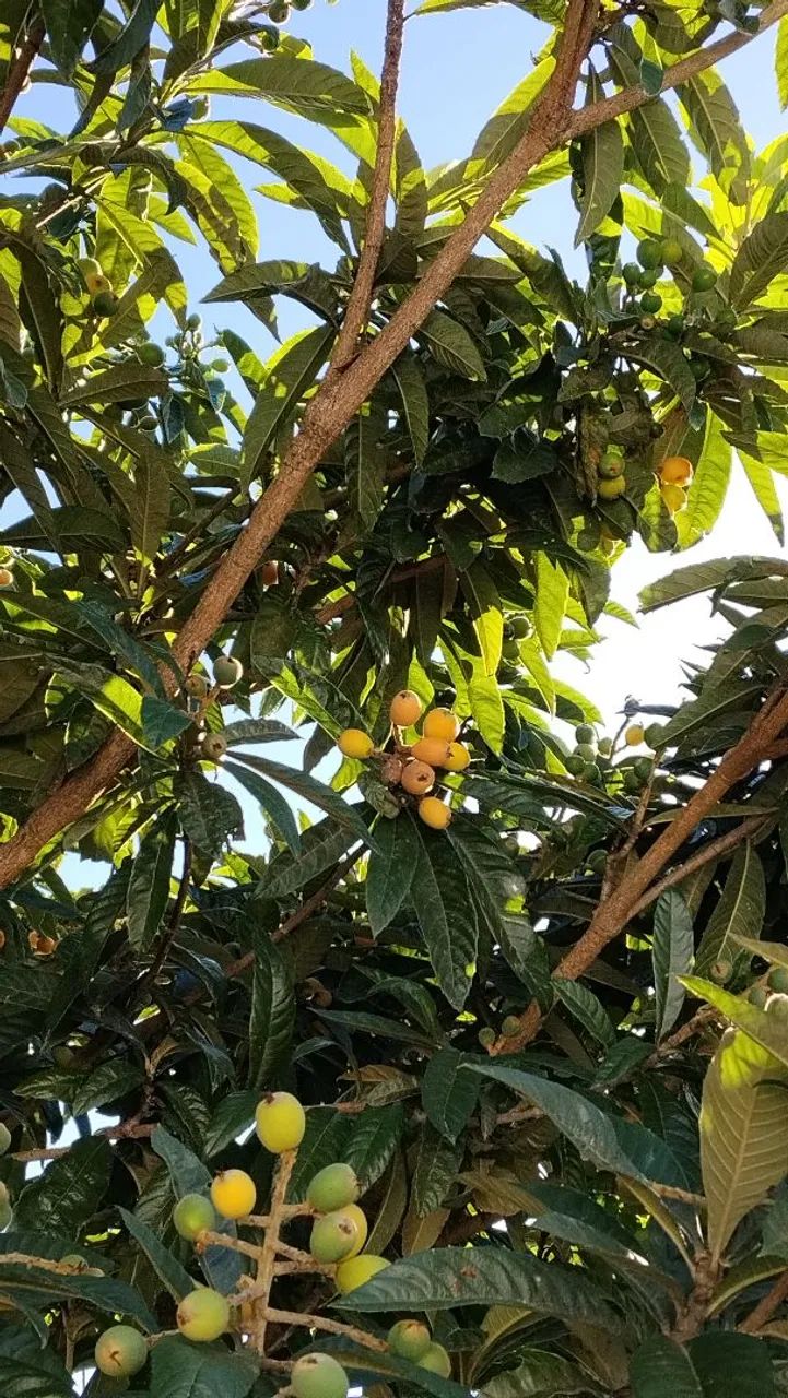 Mudas de nispero ( ameixa amarela )  - Foto 2