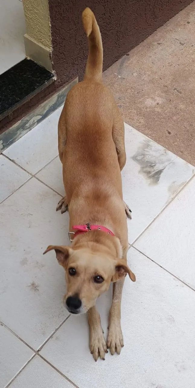 Adoção responsável  - Foto 2