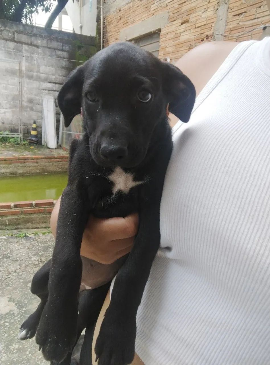 Adoção de cachorrinhos!! - Foto 4