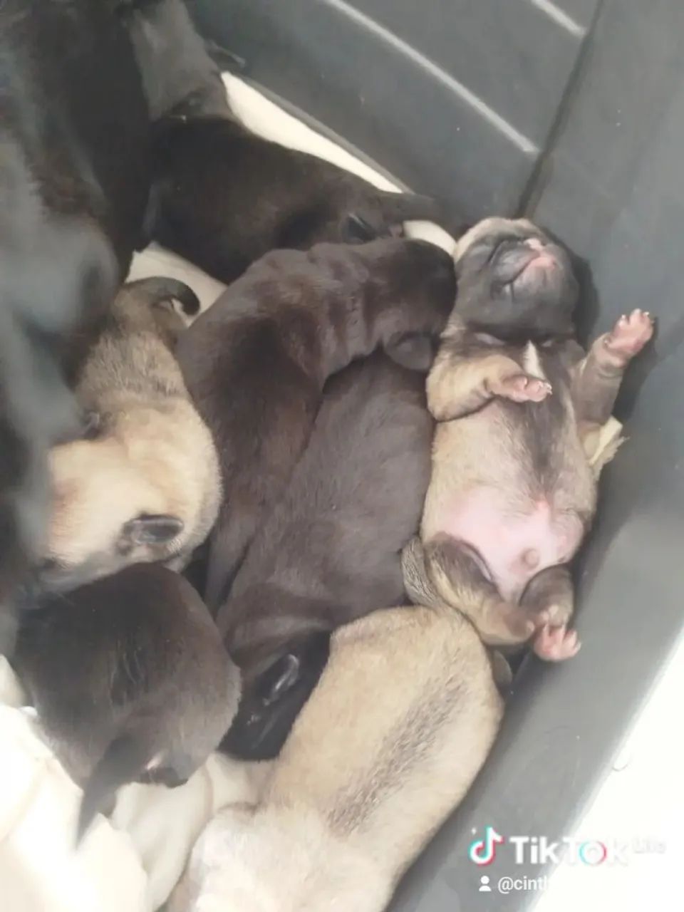 Filhotes de pug com procedência 