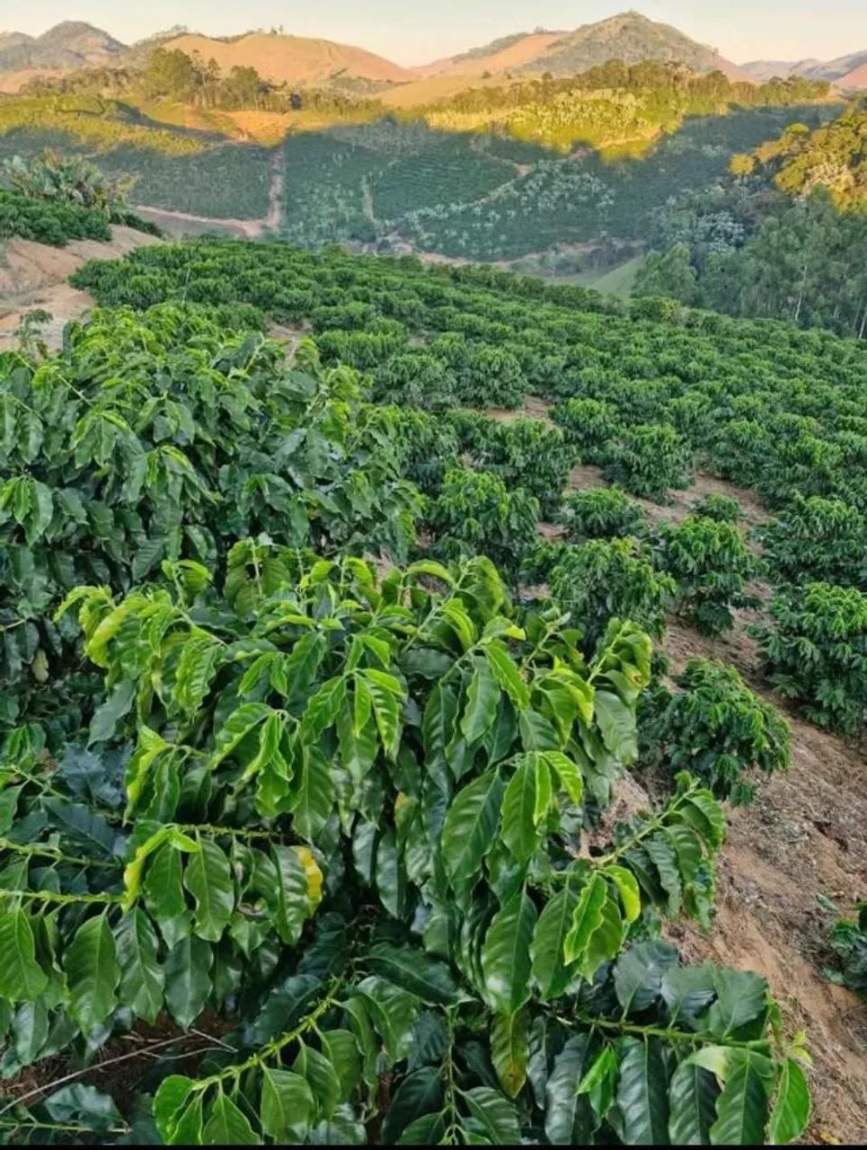 Terreno com café