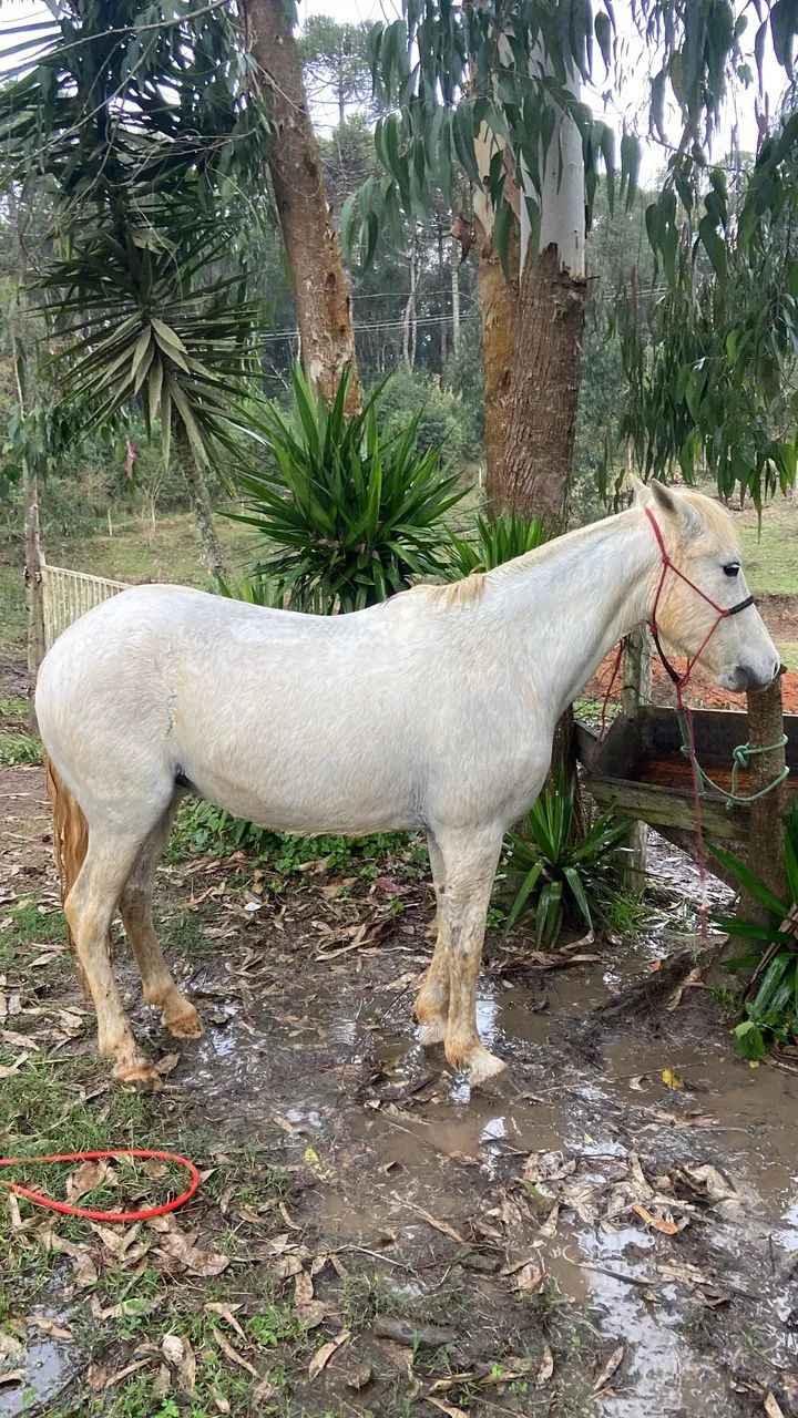 Égua tordilha mansa  - Foto 4