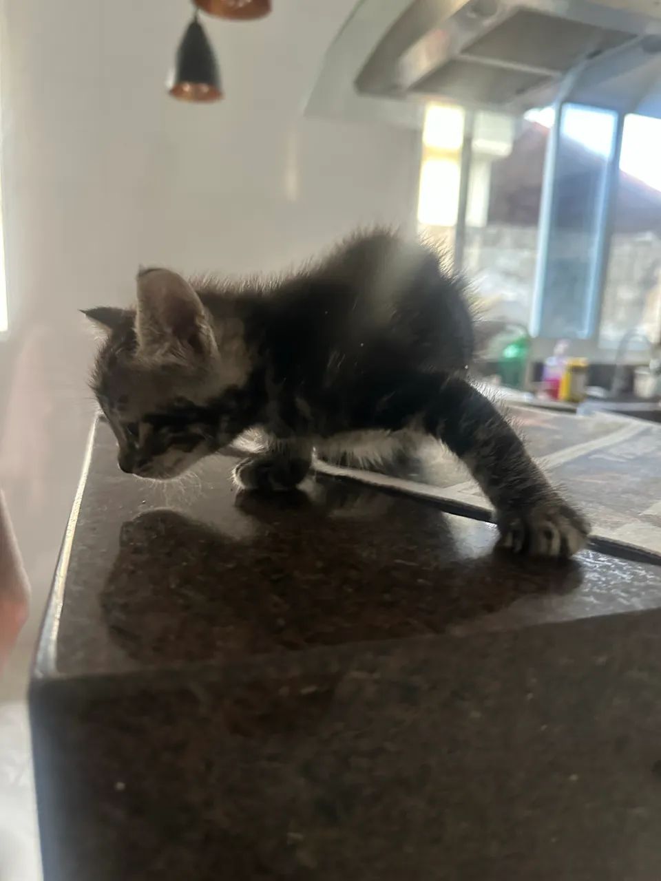 Doação de gatinho  - Foto 2
