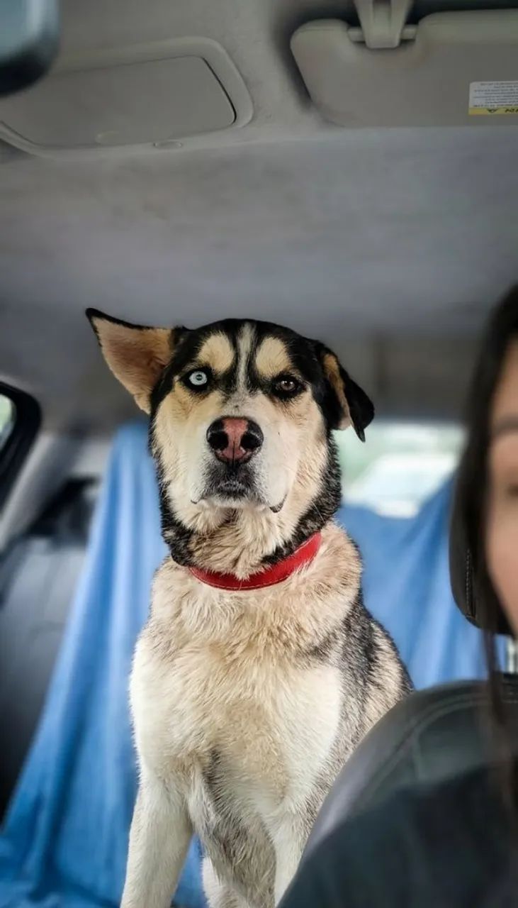 Husky Siberiano 