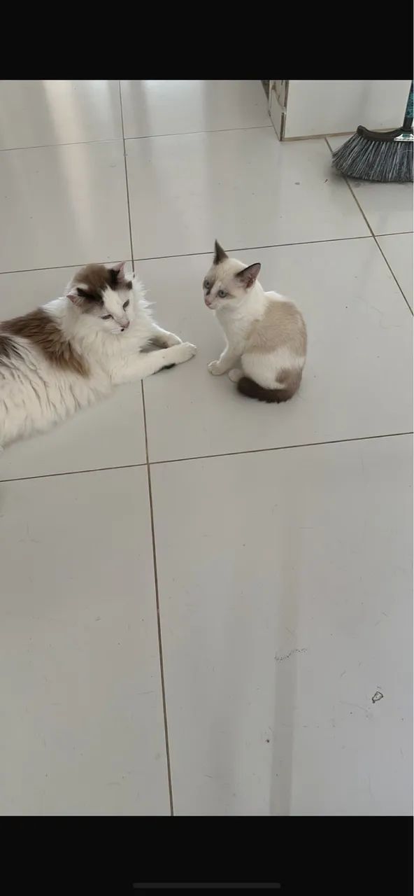 Gatinho - Foto 2