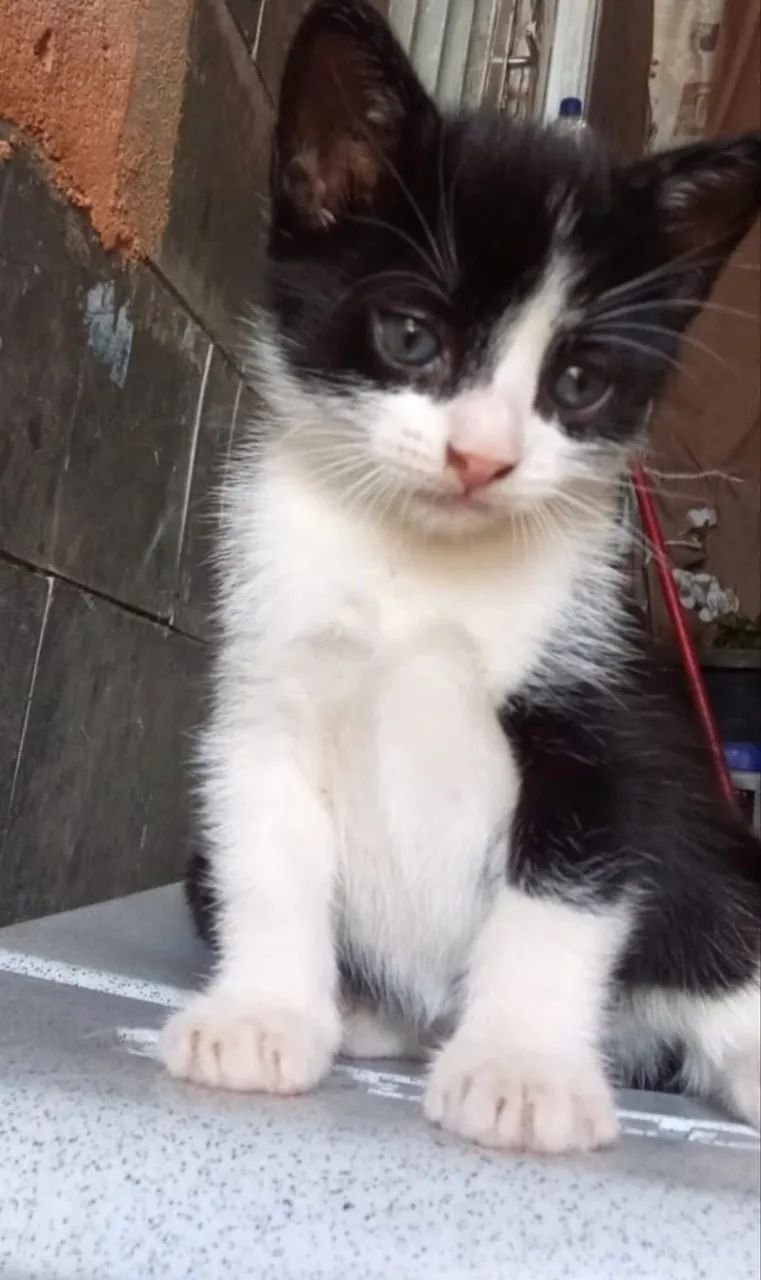 Filhote de Gatinho - Frajola
