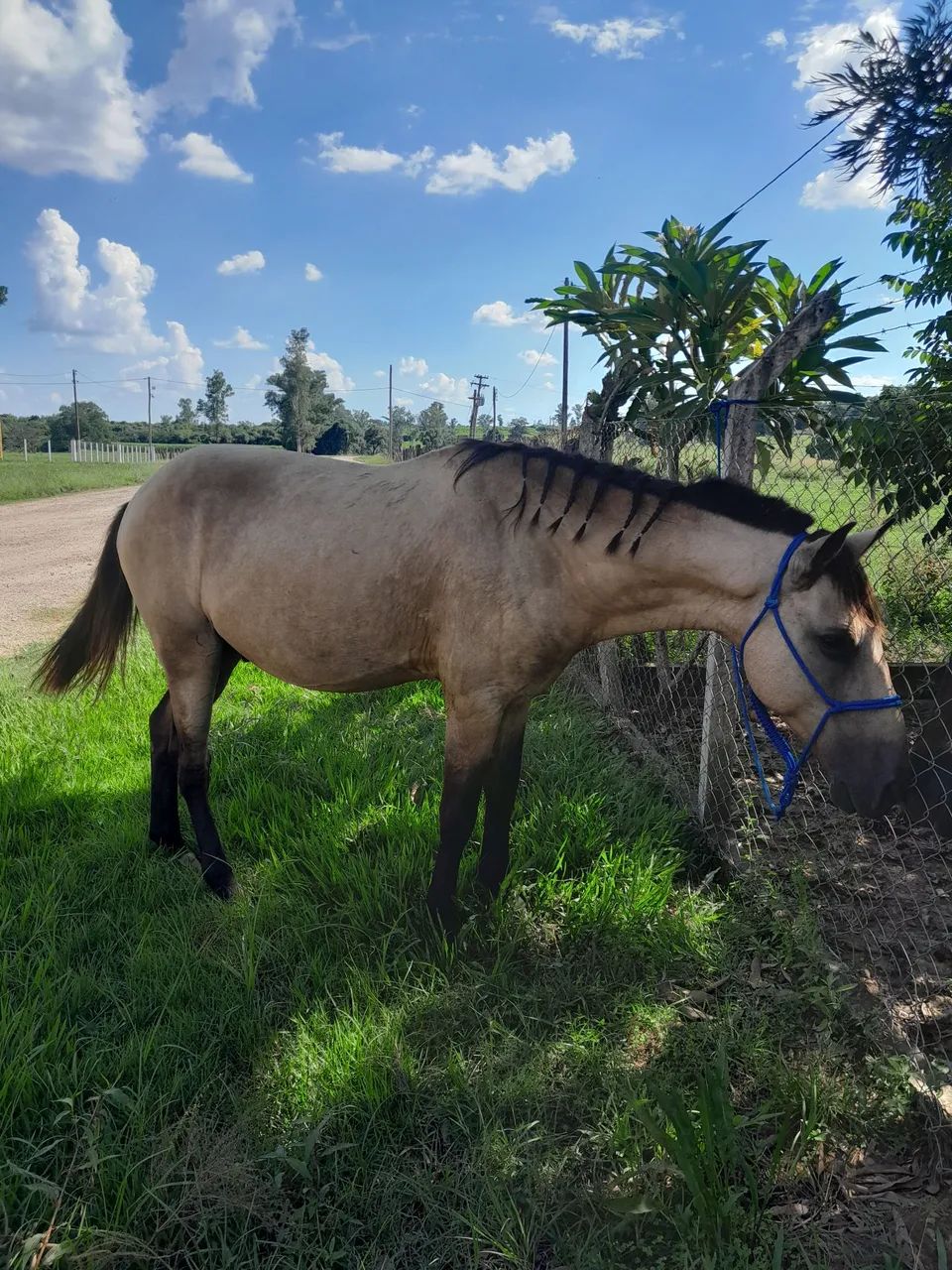 Cavalo Manso - Foto 5