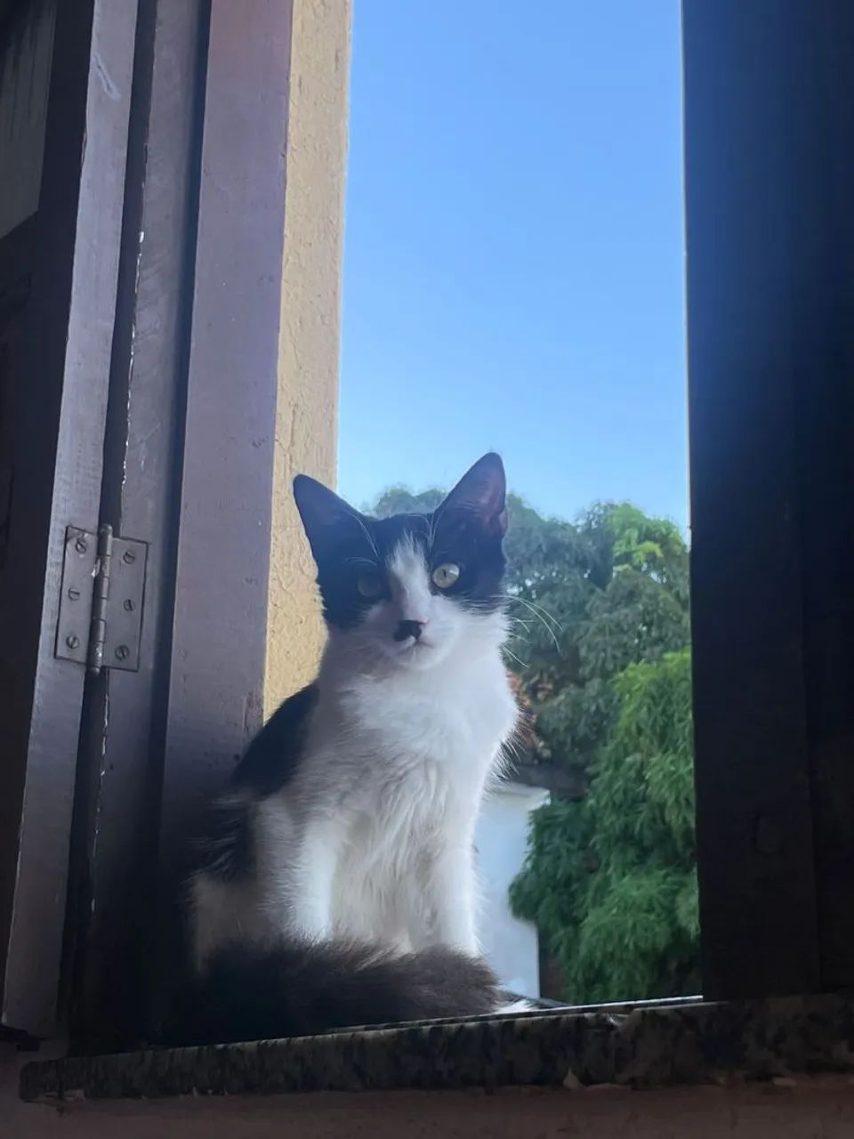 Gato macho - Foto 3