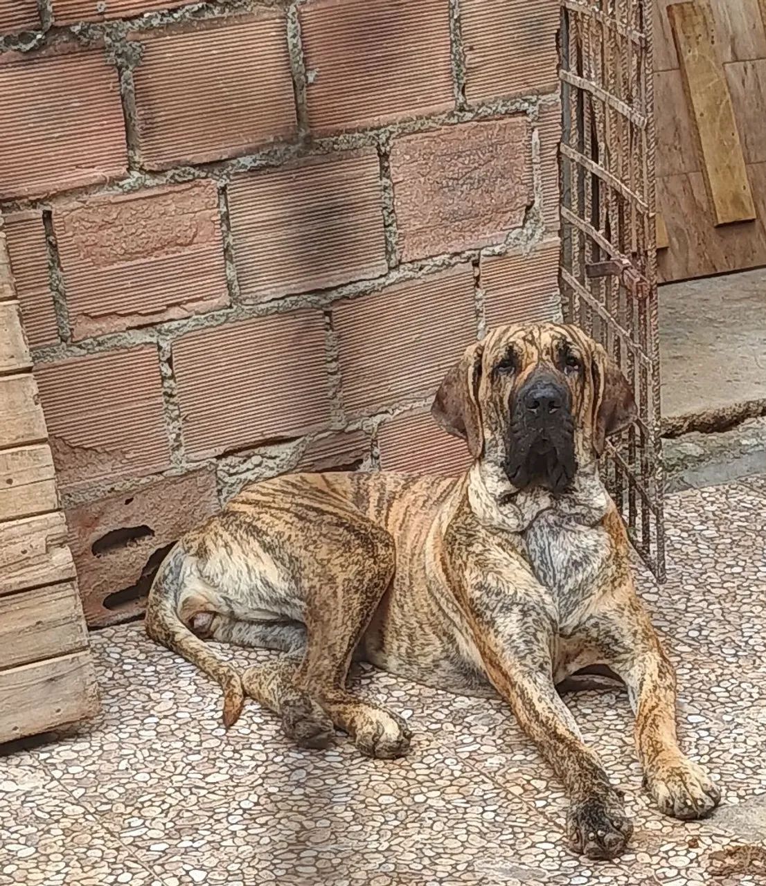 Fêmea de fila Brasileiro 