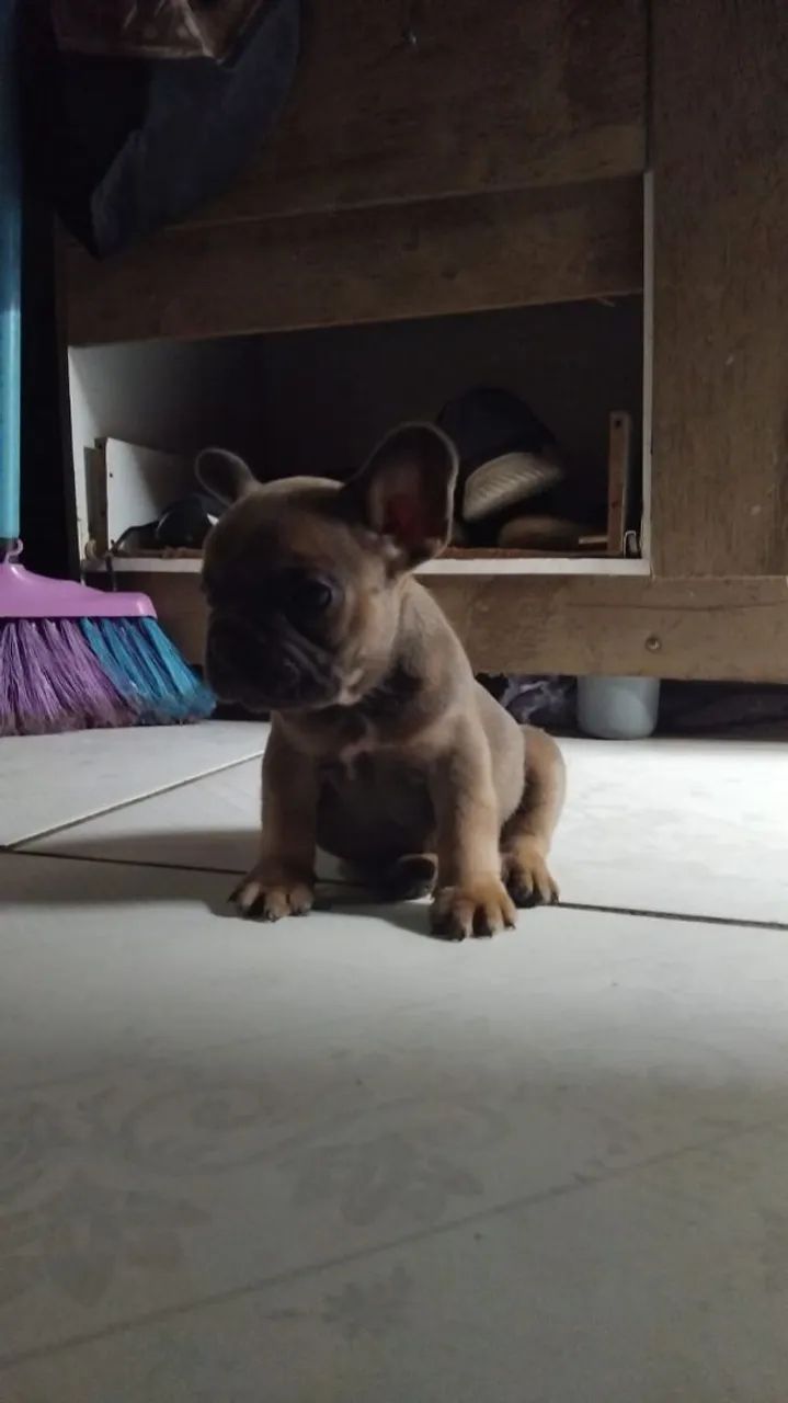 Filhote de Bulldog francês cor  exótica rara macho 