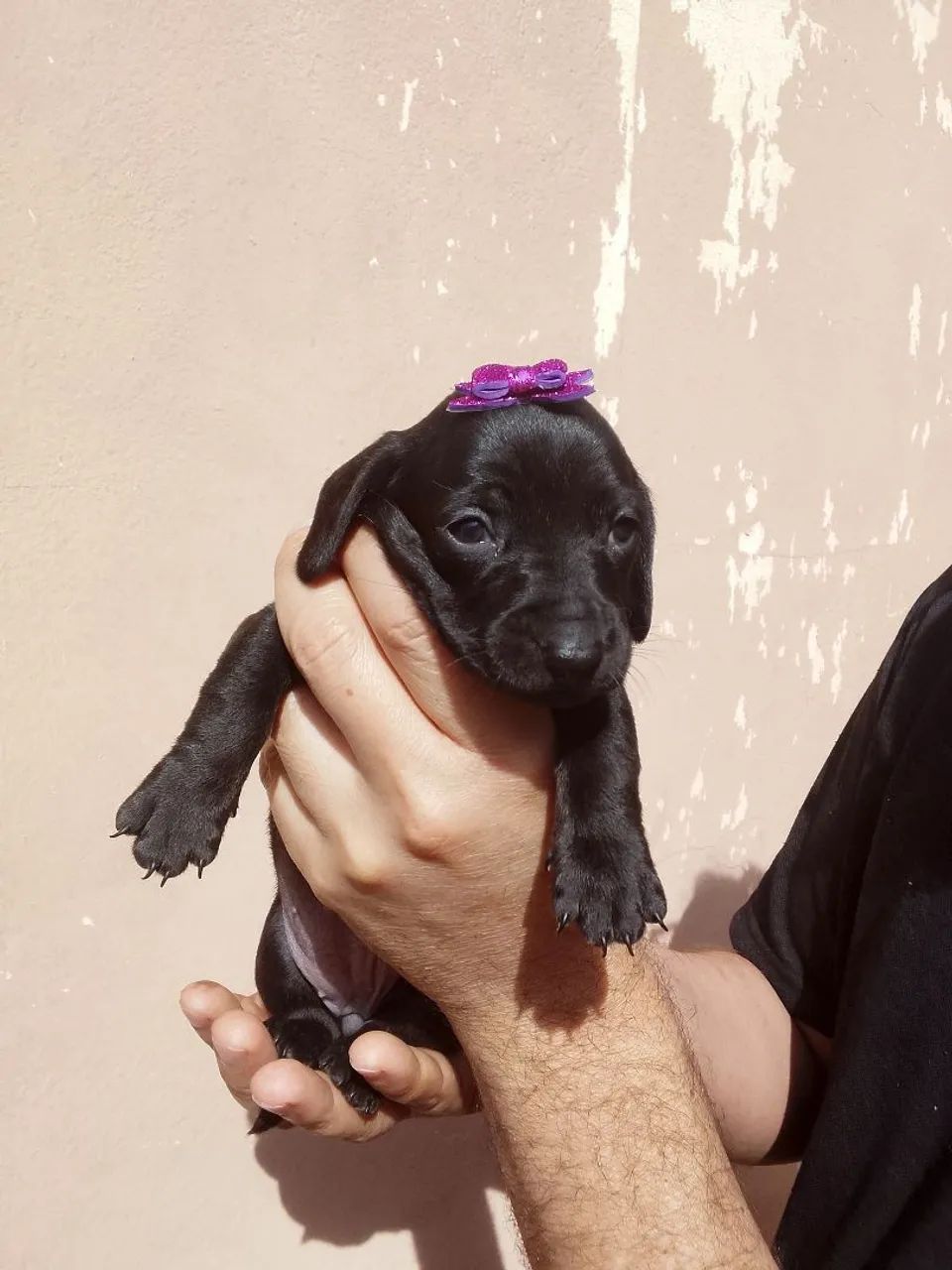 Vende-se cachorro salsicha  - Foto 3