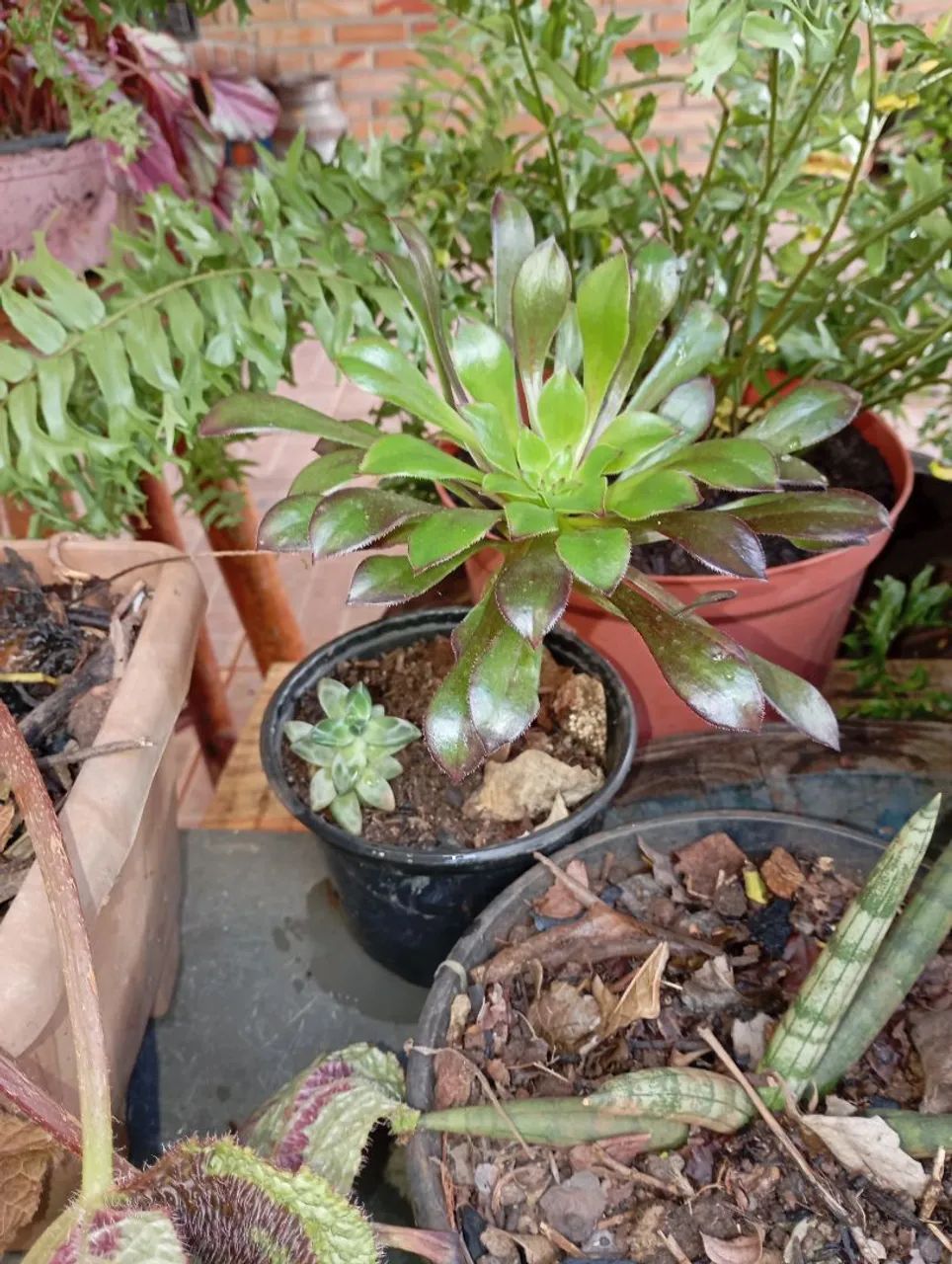 Plantas e sementes  - Foto 2