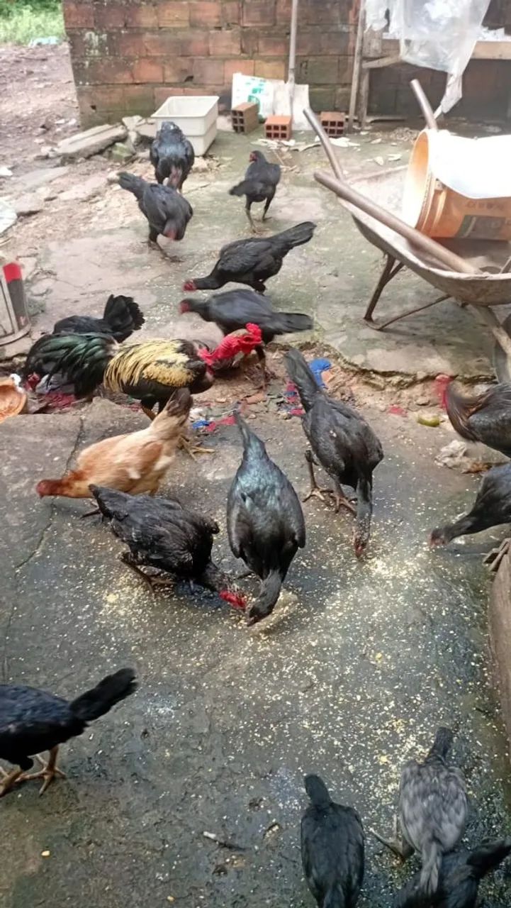 Vendo galinhas e galos  - Foto 2