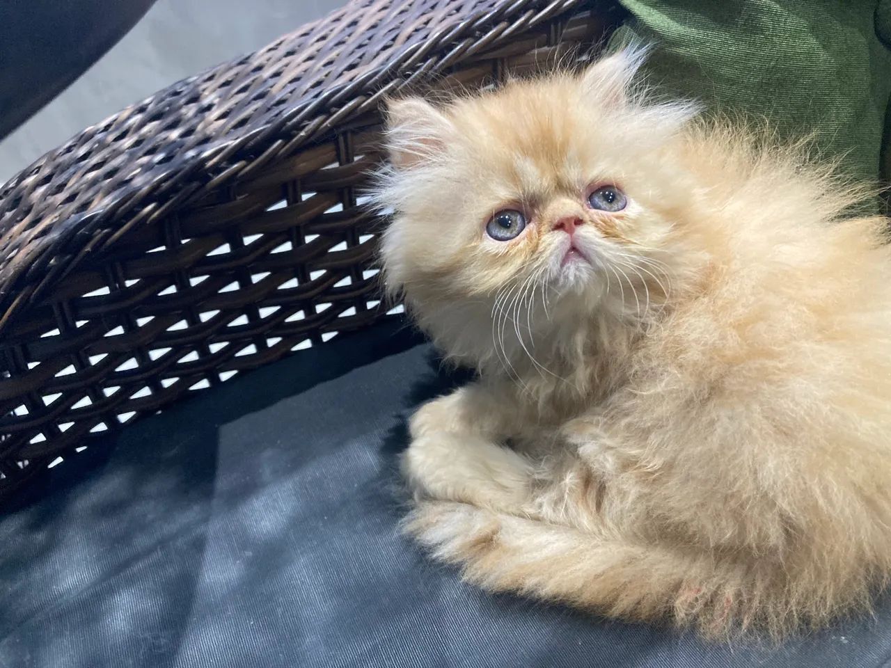 Filhote gato persa - Foto 4