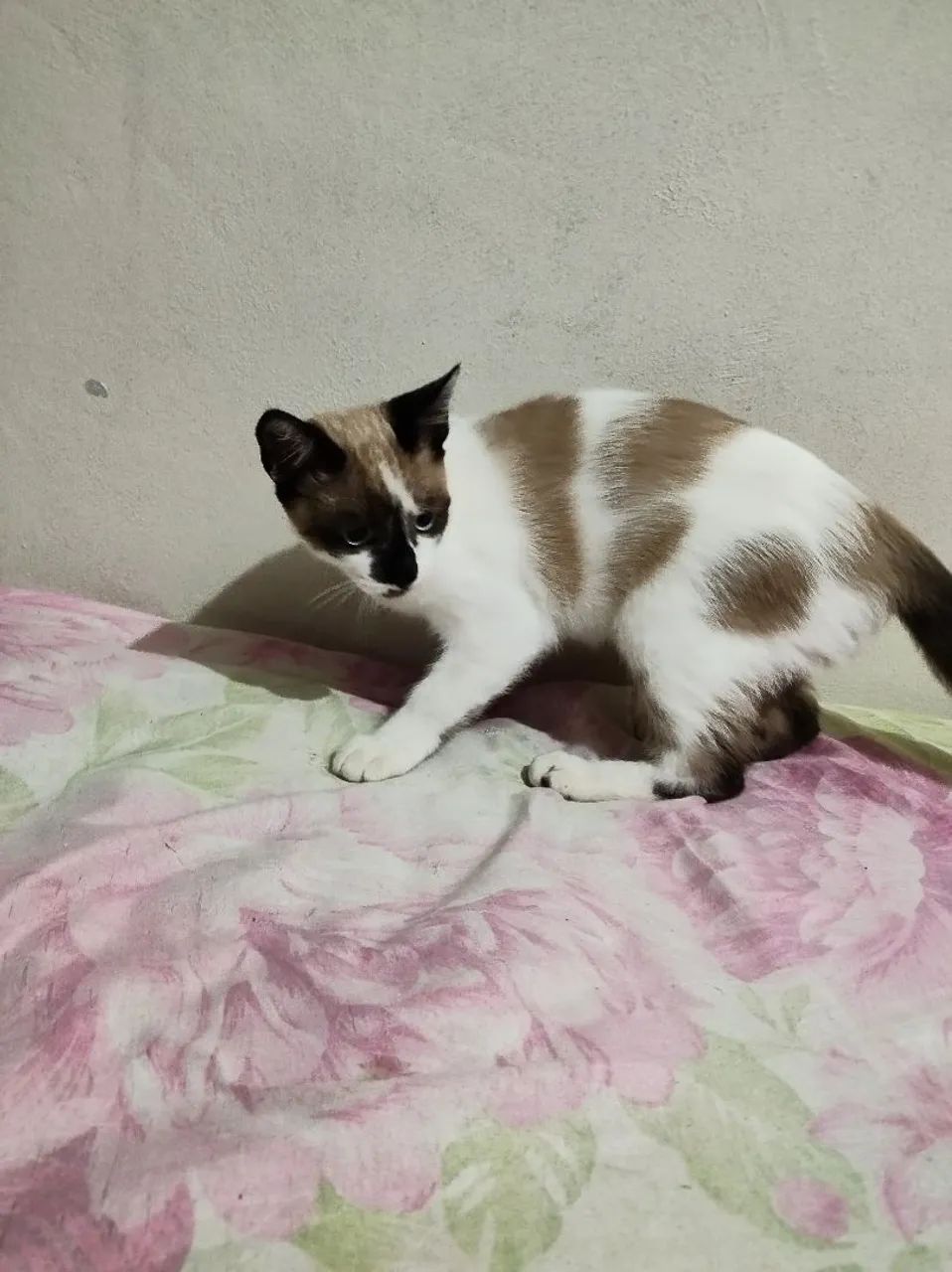 Gatinho macho 4 meses - Foto 2