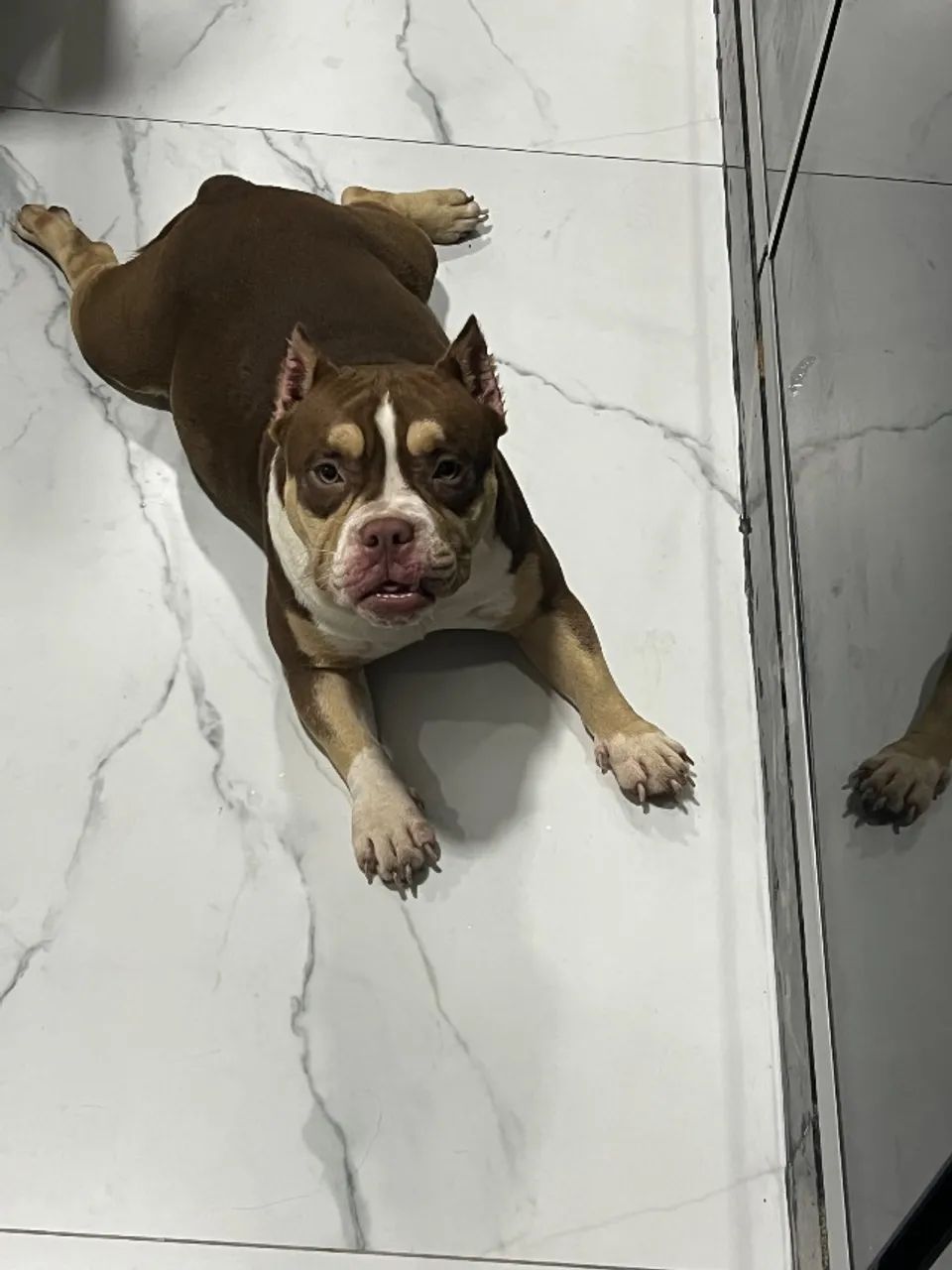 Filhotes América Bullying. Fêmea já foi vendida,tenho dois filhotes machos,2,500 cada um. - Foto 3
