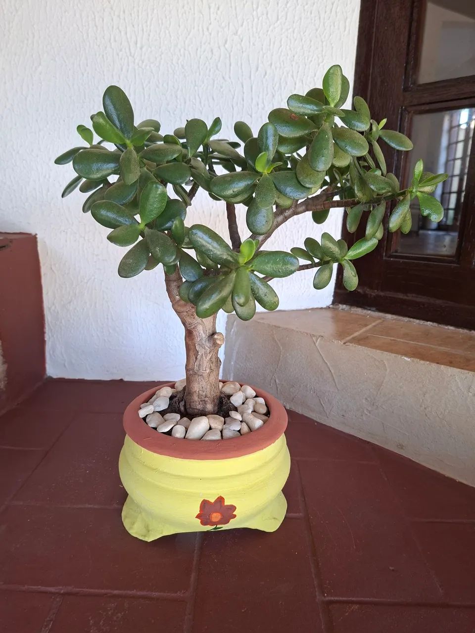 Planta Jade - Foto 4