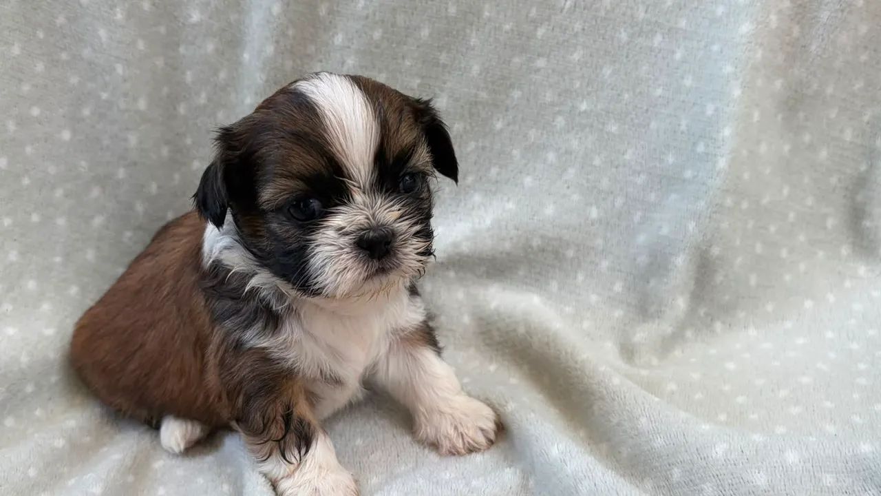 ShihTzu Macho disponível  - Foto 2