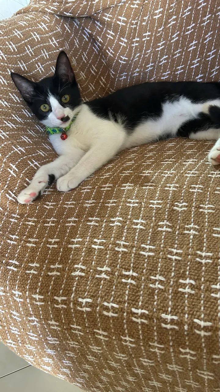 Gatinho macho - Foto 5