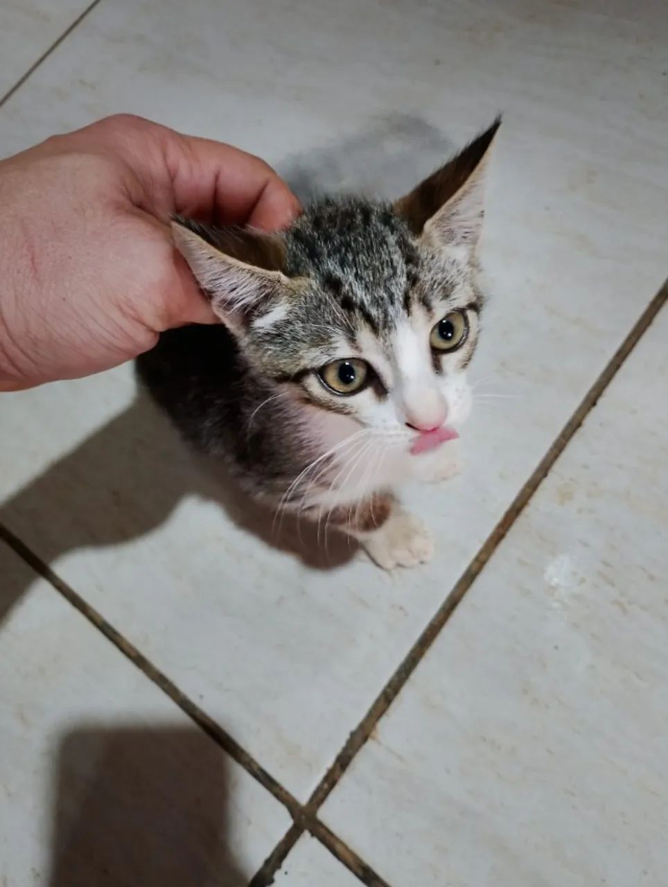 Doa-se Lindas Gatinhas